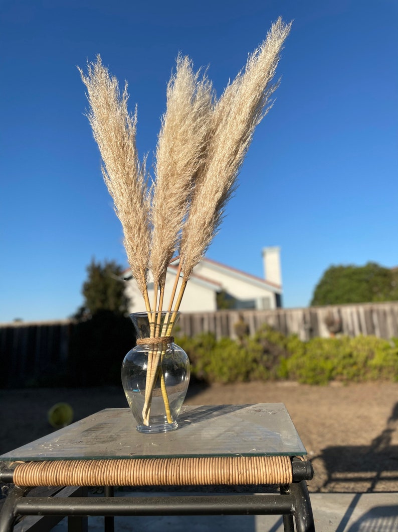 PAMPAS GRASS 3-5-10 ct 2-6ft Natural Dried Pampas Grass Decor, Reed Plume, Dry Boho Wedding Flower Arrangement, image 10