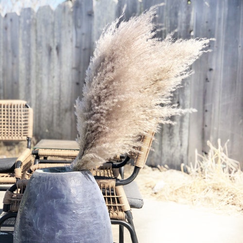 Extra Large Fluffy Natural Dried Pampas Grass single stem decor