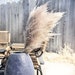 Extra Large Fluffy Natural Dried Pampas Grass single stem decor 