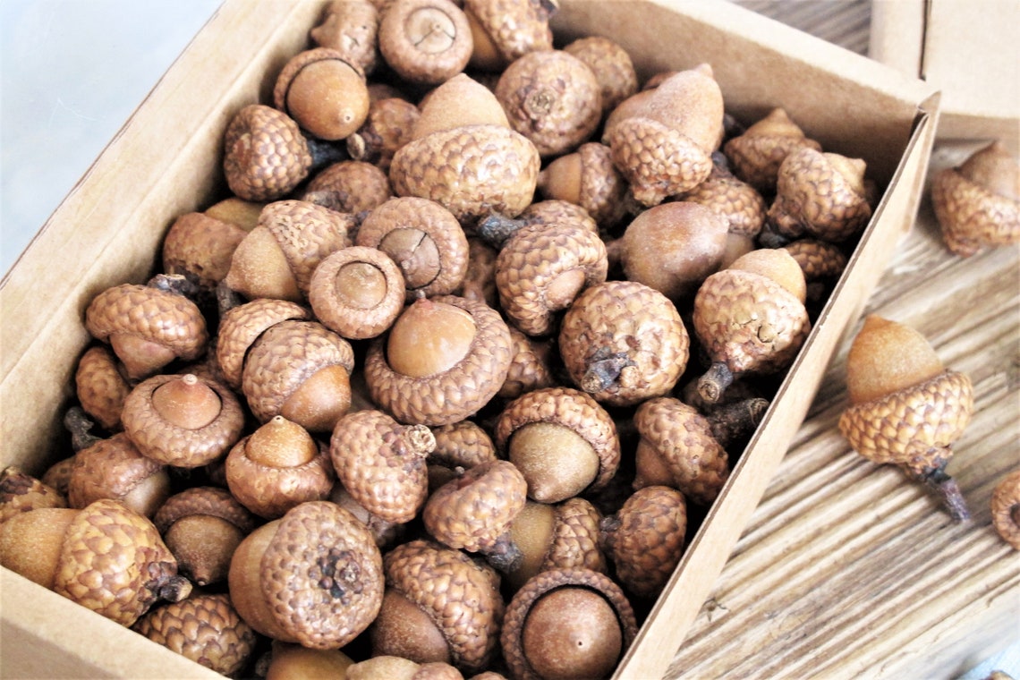 100g Real acorn mix for crafts young acorns Natural Fall Etsy