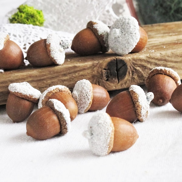 12 Large size snowy acorns with caps Natural Fall Christmas ornament Wedding table decoration filler Floral supply Oak tree nuts Organic