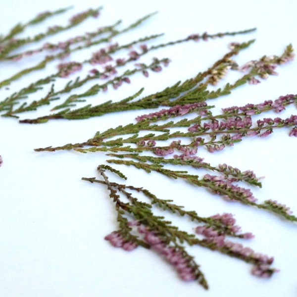 Pressed flowers - Heather - Card making - Craft flowers - resin jewelry supply - cases - DIY - Pink Purple