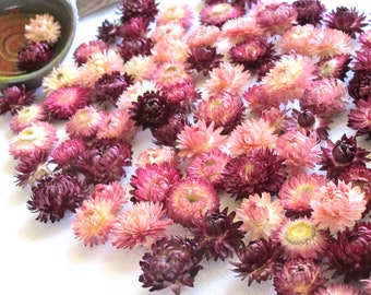 100 pcs Dried Strawflowers, heads,Dried flowers Florist supply Potpourri Craft supply Home decor DIY Wedding table decor, Pink
