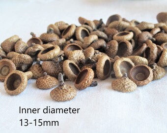 May include: A pile of brown acorn caps with a white background. The acorn caps are approximately 13-15 mm in diameter.
