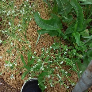 Snow Drops/Star of Bethlehem 10 bulbs image 5