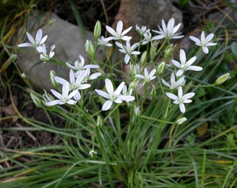 Snow Drops/Star of Bethlehem -10+ bulbs