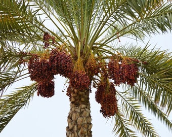 Hardy Date Palm Seeds