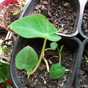Edible Elephant Ears - Etsy