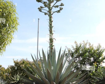 Sisal Agave Plants