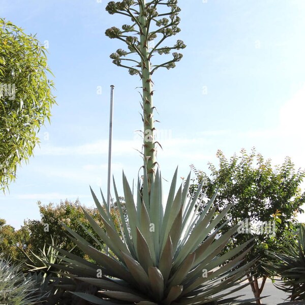 Sisal Agave Plants