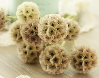 May include: A bouquet of dried, light brown, globe-shaped flowers with a delicate, feathery texture. The flowers are arranged on a light wood surface with a piece of white lace.