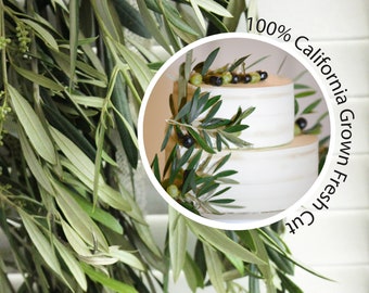 Fresh Olive Branch (8-10 stems) for Home Decor Wedding Cake Decor Gifts for Loved Ones