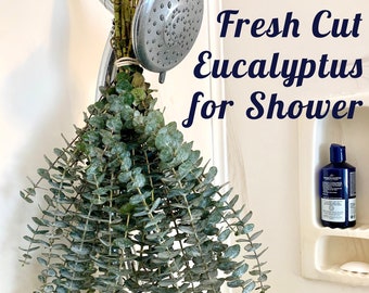 Fresh Eucalyptus (Large) Bunch Baby Blue Eucalyptus Bundle for Relax Shower Self Care DIY Wedding Decor Home Gift for Her or Him