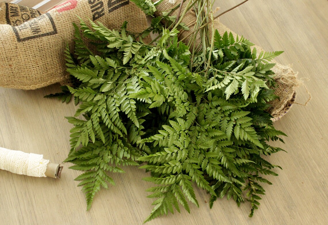 Fresh Leather Leaf Fern 1820 Stems Etsy