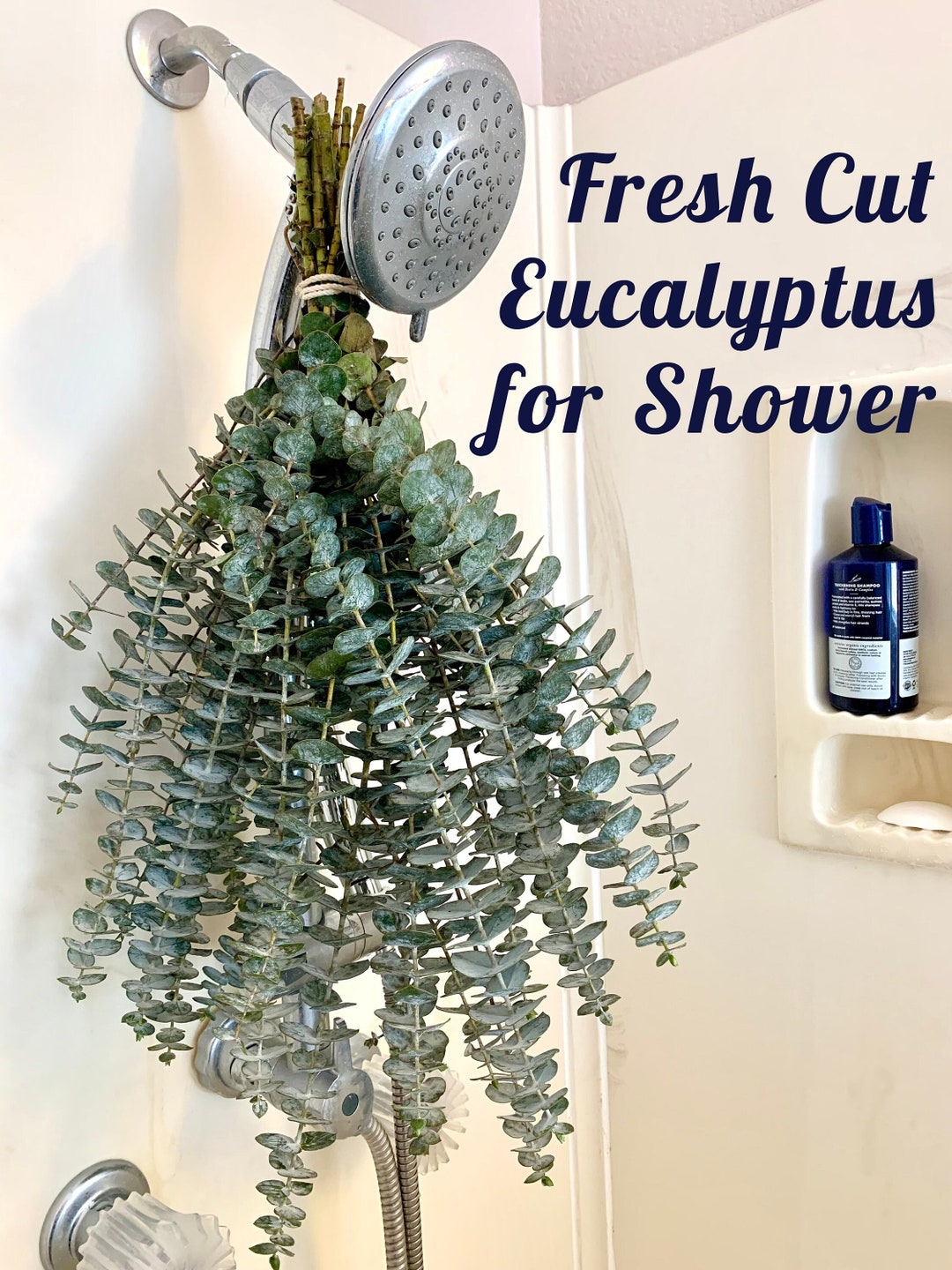Fresh Eucalyptus (large) Bunch Baby Blue Eucalyptus Bundle for Relax ...