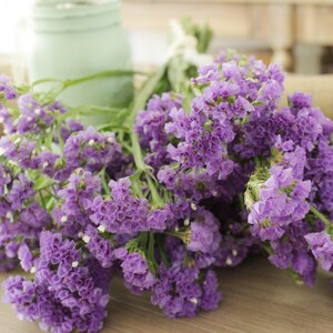 Purple Statices - Limonium 10-12 stems image 5