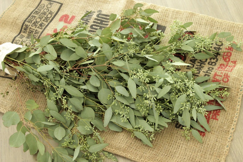 May include: A bunch of eucalyptus stems with green leaves and small green buds. The stems are arranged on a brown burlap surface.