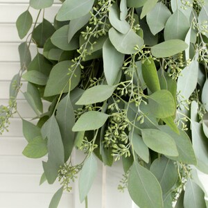 May include: A bunch of eucalyptus leaves with small green buds. The leaves are a light green color and have a smooth texture.
