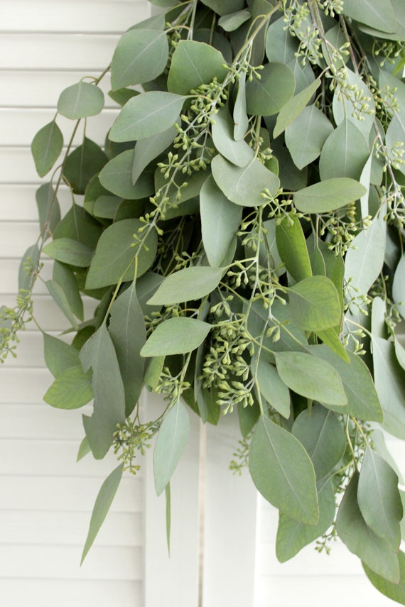 Fresh Seeded Eucalyptus Bunch 57 Stem for Wedding Home Etsy