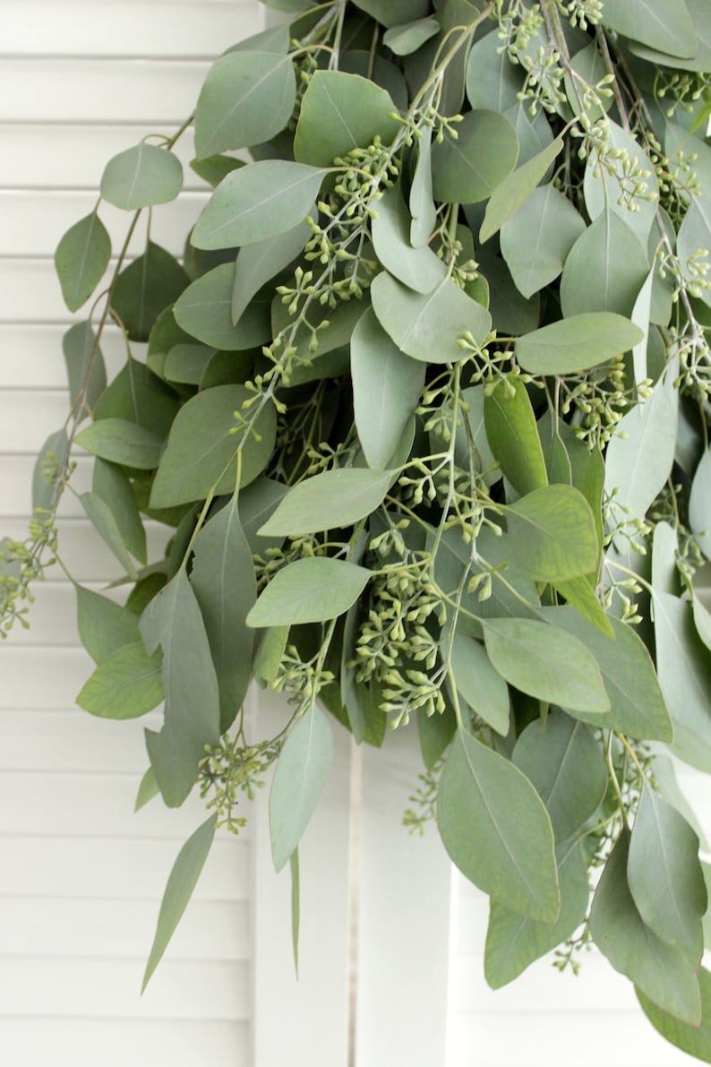 May include: A bunch of eucalyptus leaves with small green buds. The leaves are a light green color and have a smooth texture.