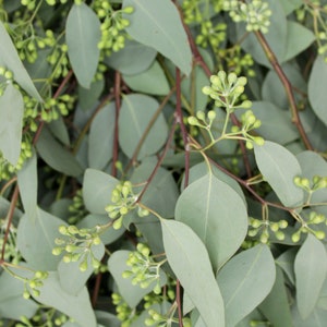May include: A close-up of a bunch of eucalyptus leaves and buds. The leaves are a light green color and the buds are a darker green. The leaves are arranged in a random pattern.