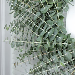 Fresh Cut Living Eucalyptus Greenery Wreath 20" Front Door Porch Church Farmhouse Décor Wedding House Warming Gift for Her Him Mom Bouquet image 3