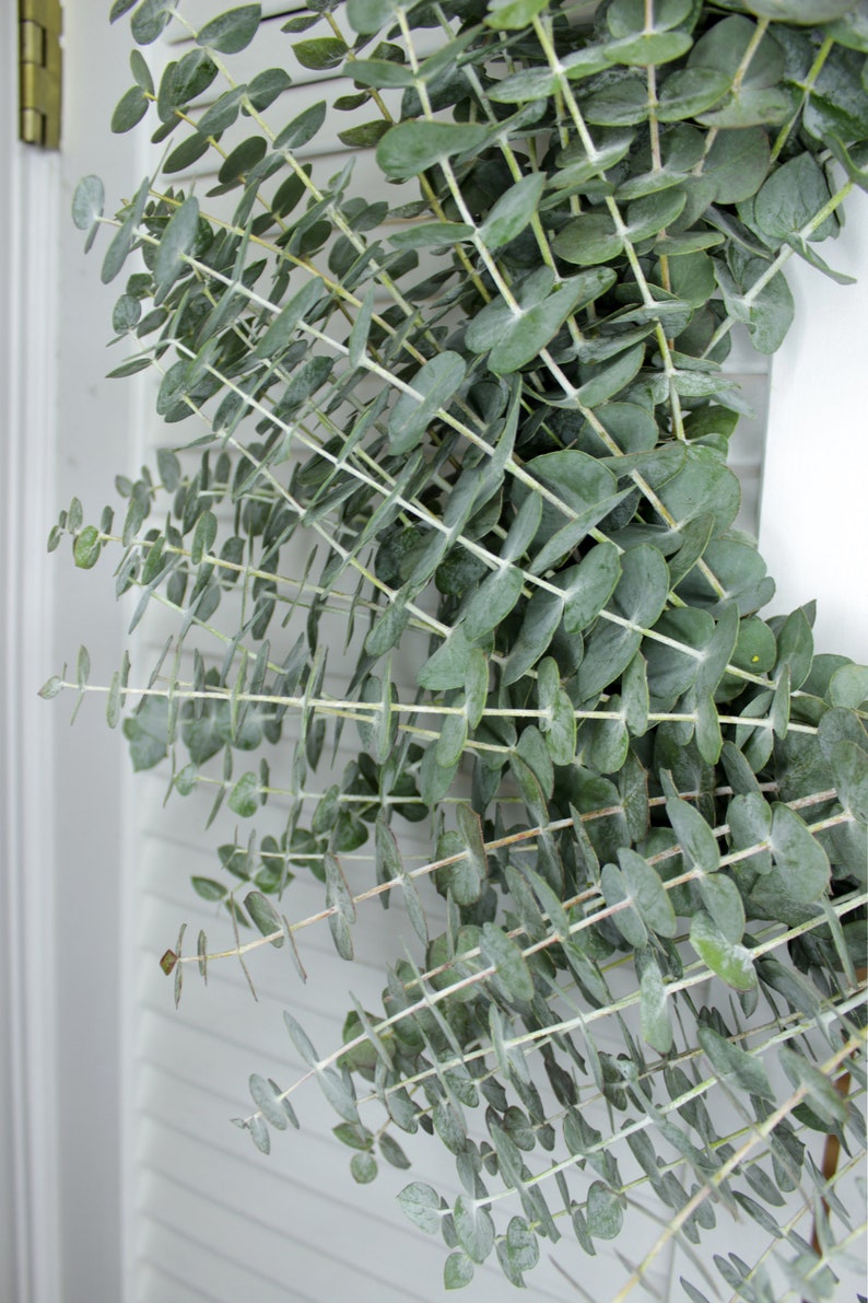 Fresh Cut Living Eucalyptus Greenery Wreath 20" Front Door Porch Church Farmhouse Décor Wedding House Warming Gift for Her Him Mom Bouquet image 3