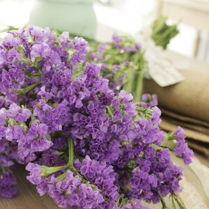 Purple Statices - Limonium 10-12 stems image 4