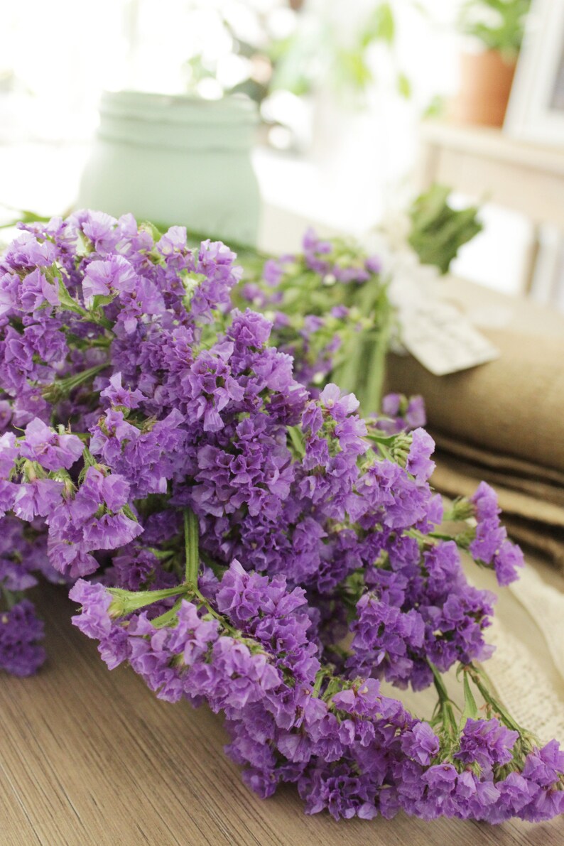 Purple Statices - Limonium 10-12 stems image 4