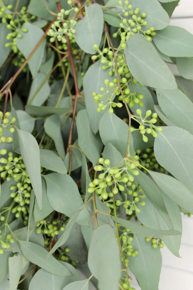 May include: A bunch of eucalyptus sprigs with green leaves and small green buds.