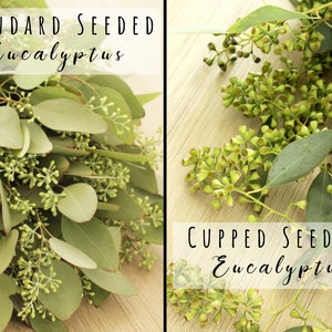 May include: Two bunches of eucalyptus leaves, one labeled "Standard Seeded Eucalyptus" and the other labeled "Cupped Seeded Eucalyptus". The leaves are green and have small, round seed pods.