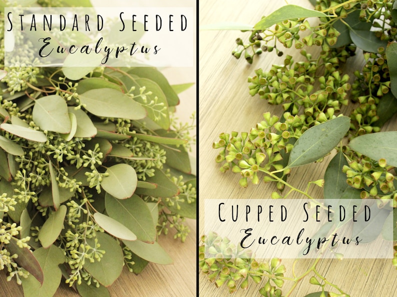 May include: Two bunches of eucalyptus leaves, one labeled "Standard Seeded Eucalyptus" and the other labeled "Cupped Seeded Eucalyptus". The leaves are green and have small, round seed pods.