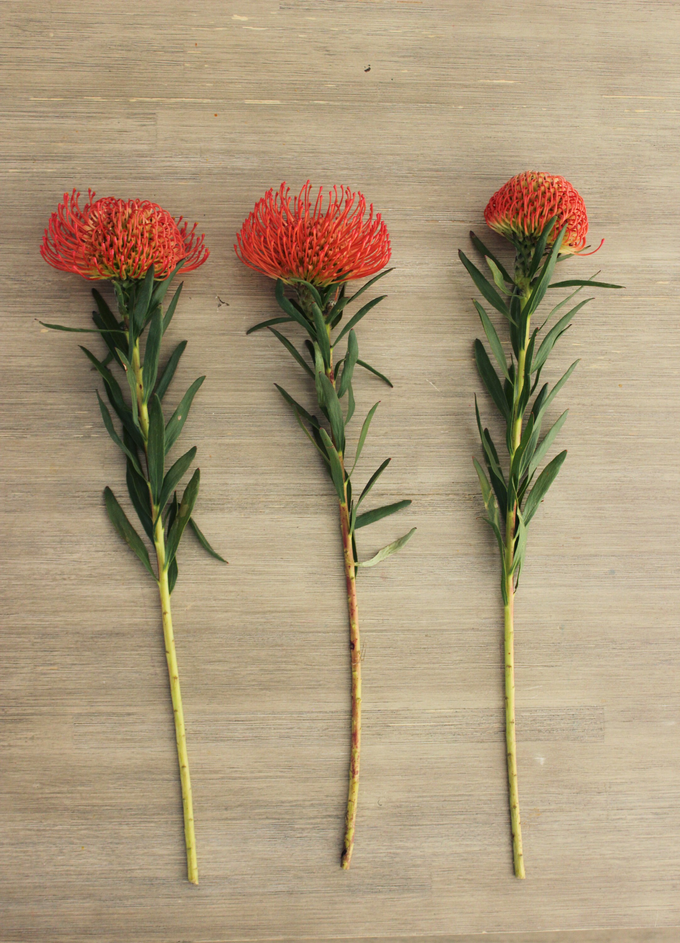 Fresh Orange Pin Cushion Protea Leucospermum Flower 3 Etsy