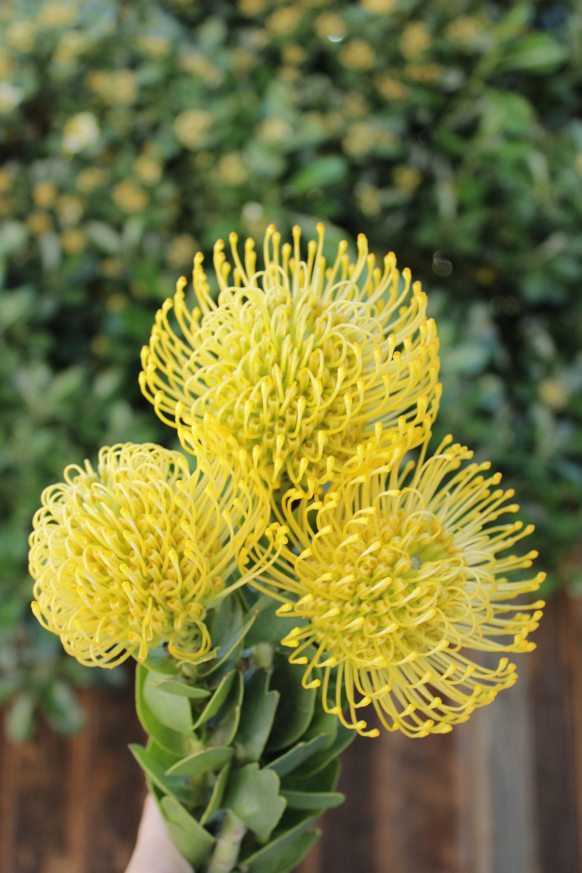 Fresh Yellow Pin Cushion Protea Leucospermum Flower 3 Etsy