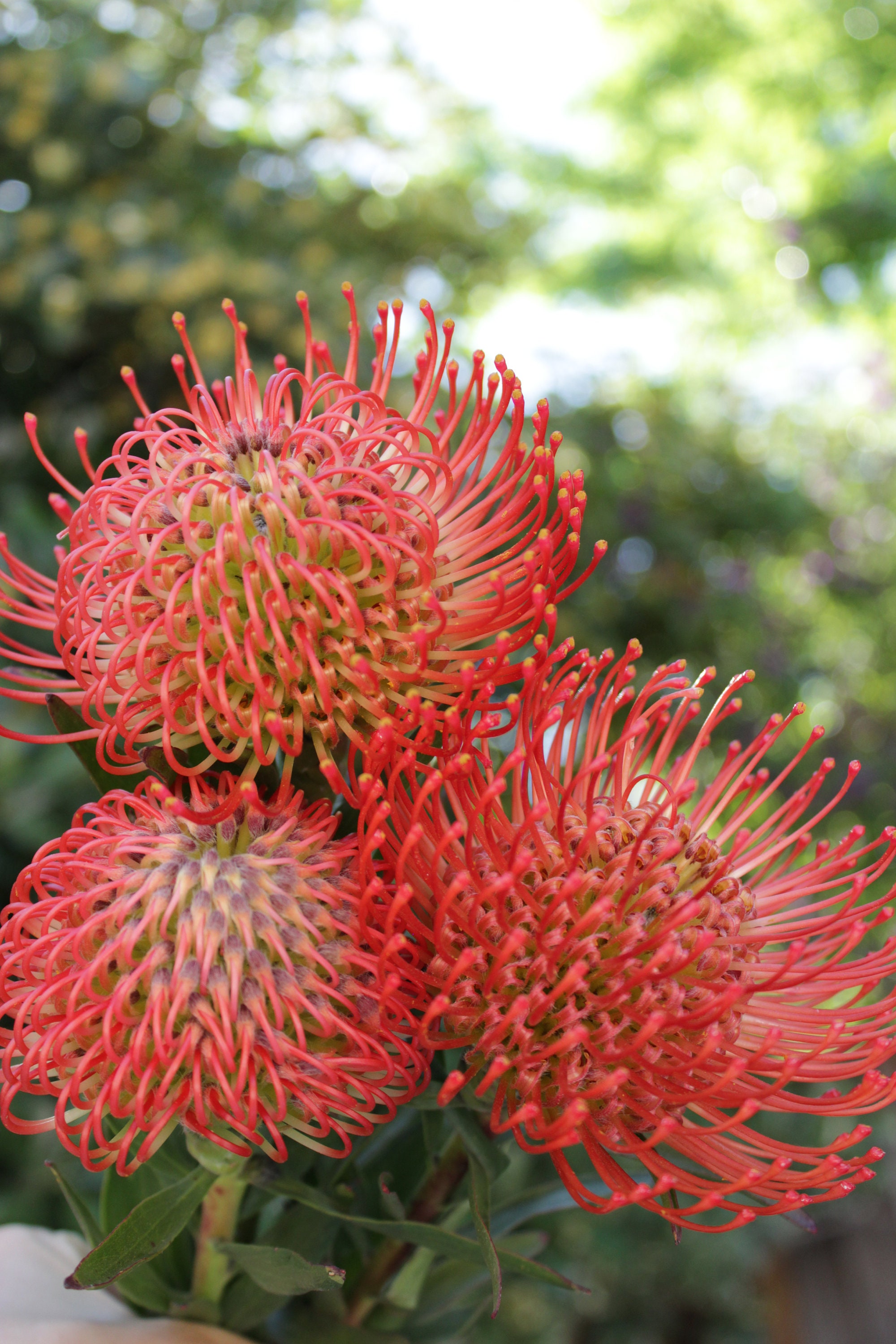 Fresh Orange Pin Cushion Protea Leucospermum Flower 3 Etsy