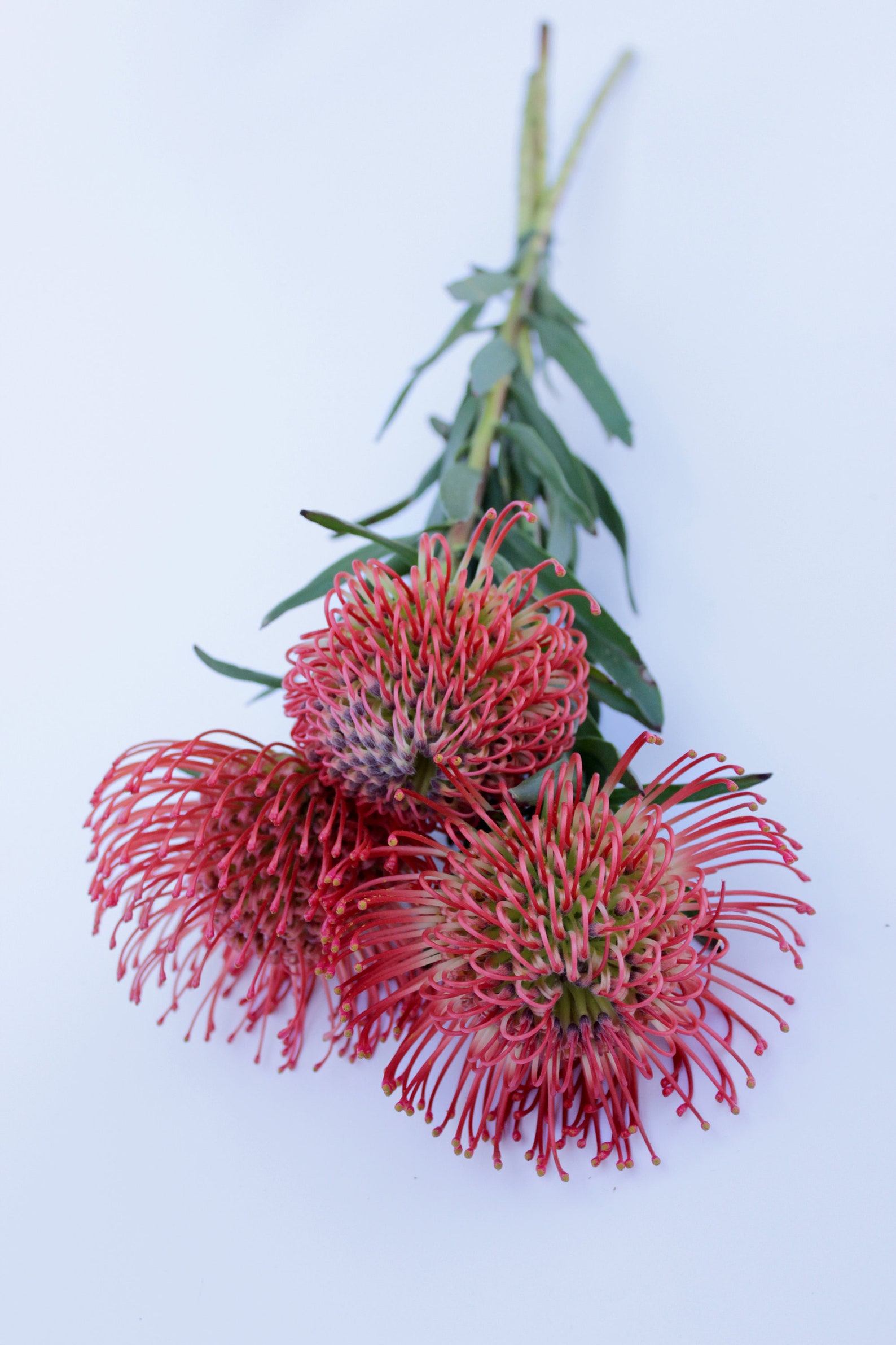 Fresh Orange Pin Cushion Protea leucospermum Flower 3 Etsy UK