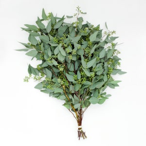 May include: A bunch of eucalyptus stems with green leaves and small green buds, tied together with a brown string.