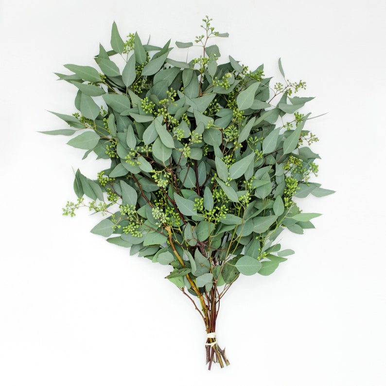 Fresh Eucalyptus Seeded Greenery Bunch Wedding DIY Bouquet Home Decor Gift to loved ones image 4