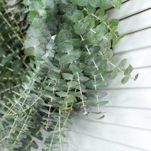 Fresh Cut Living Eucalyptus Greenery Wreath 20" Front Door Porch Church Farmhouse Décor Wedding House Warming Gift for Her Him Mom Bouquet image 6