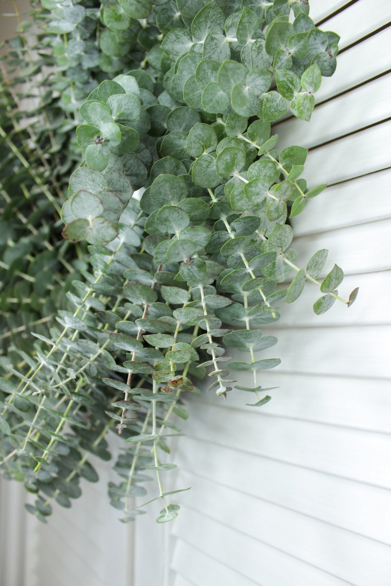 Fresh Cut Living Eucalyptus Greenery Wreath 20" Front Door Porch Church Farmhouse Décor Wedding House Warming Gift for Her Him Mom Bouquet image 6