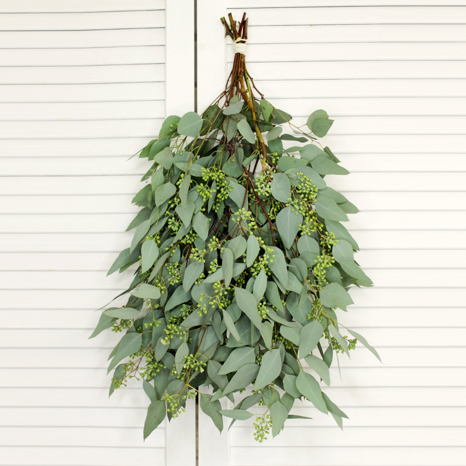 Buy Fresh Eucalyptus Seeded Greenery Bunch Wedding DIY Bouquet Online