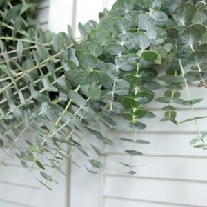 Fresh Cut Living Eucalyptus Greenery Wreath 20" Front Door Porch Church Farmhouse Décor Wedding House Warming Gift for Her Him Mom Bouquet image 4