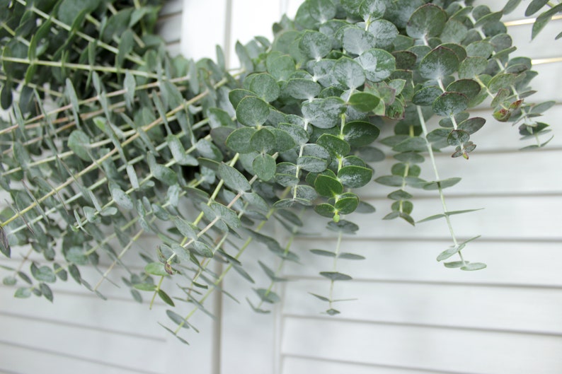 Fresh Cut Living Eucalyptus Greenery Wreath 20" Front Door Porch Church Farmhouse Décor Wedding House Warming Gift for Her Him Mom Bouquet image 4