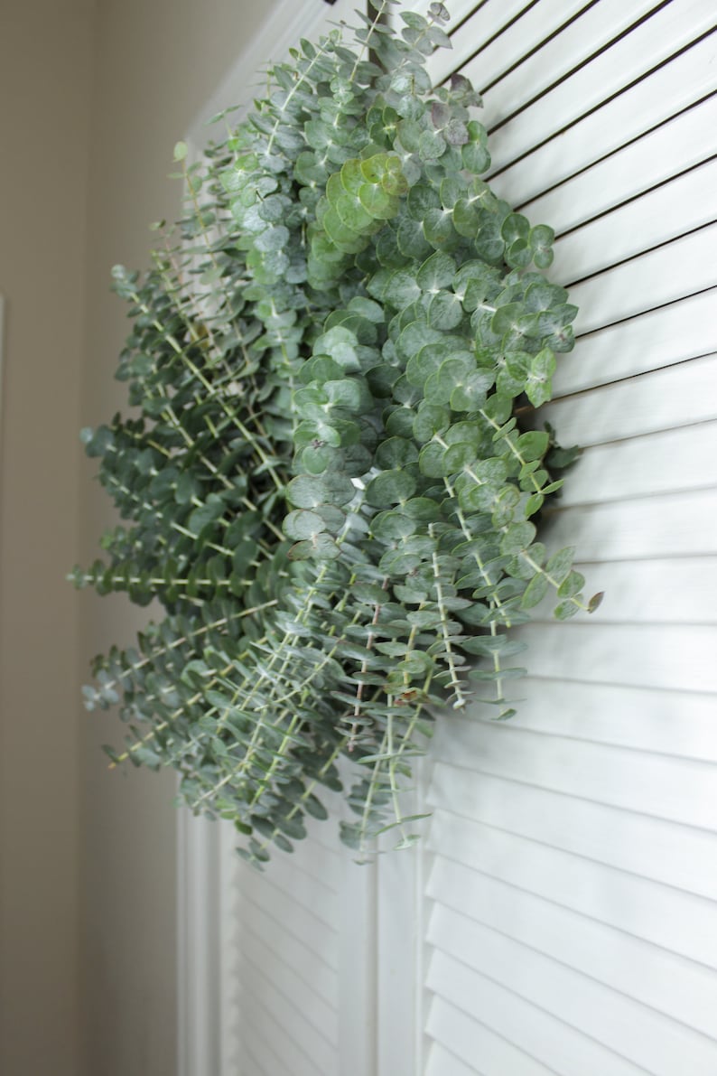 Fresh Cut Living Eucalyptus Greenery Wreath 20" Front Door Porch Church Farmhouse Décor Wedding House Warming Gift for Her Him Mom Bouquet image 5