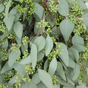 May include: A bunch of eucalyptus stems with green leaves and small green buds.