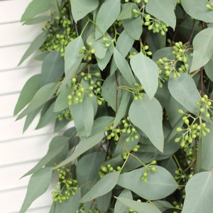 May include: A bunch of eucalyptus leaves with small green buds. The leaves are a light green color and have a slightly textured surface.