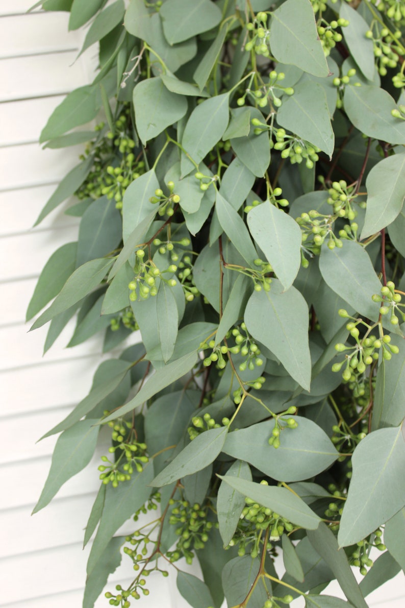 May include: A bunch of eucalyptus leaves with small green buds. The leaves are a light green color and have a slightly textured surface.