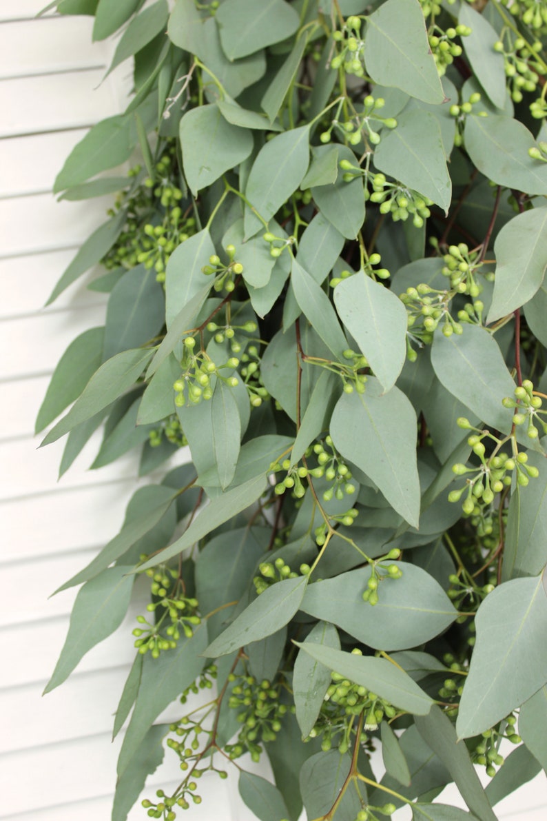 Fresh Eucalyptus Seeded Greenery Bunch Wedding DIY Bouquet Home Decor Gift to loved ones image 5