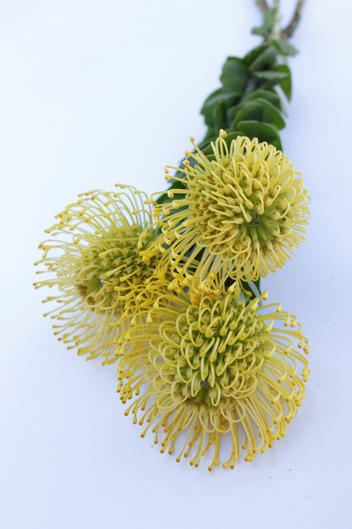 Fresh Yellow Pin Cushion Protea Leucospermum Flower 3 Etsy
