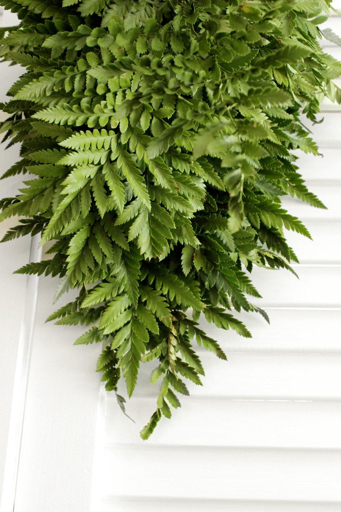 Fresh Leather Leaf Fern 1820 Stems Etsy